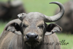 Juli.2015 - game drive kenia masai mara ** foto © thomas zöller ** foto ist honorarpflichtig! ** auf anfrage in hoeherer qualitaet/aufloesung