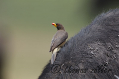 Juli.2015 - game drive kenia masai mara ** foto © thomas zöller ** foto ist honorarpflichtig! ** auf anfrage in hoeherer qualitaet/aufloesung