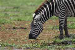 Juli.2015 - game drive kenia masai mara ** foto © thomas zöller ** foto ist honorarpflichtig! ** auf anfrage in hoeherer qualitaet/aufloesung