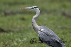 Juli.2015 - game drive kenia masai mara ** foto © thomas zöller ** foto ist honorarpflichtig! ** auf anfrage in hoeherer qualitaet/aufloesung