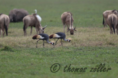 Juli.2015 - game drive kenia masai mara ** foto © thomas zöller ** foto ist honorarpflichtig! ** auf anfrage in hoeherer qualitaet/aufloesung