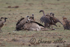 Juli.2015 - game drive kenia masai mara ** foto © thomas zöller ** foto ist honorarpflichtig! ** auf anfrage in hoeherer qualitaet/aufloesung
