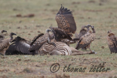 Juli.2015 - game drive kenia masai mara ** foto © thomas zöller ** foto ist honorarpflichtig! ** auf anfrage in hoeherer qualitaet/aufloesung
