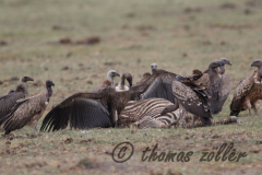 Juli.2015 - game drive kenia masai mara ** foto © thomas zöller ** foto ist honorarpflichtig! ** auf anfrage in hoeherer qualitaet/aufloesung