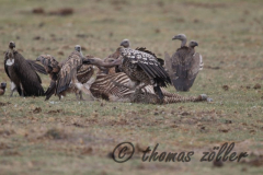 Juli.2015 - game drive kenia masai mara ** foto © thomas zöller ** foto ist honorarpflichtig! ** auf anfrage in hoeherer qualitaet/aufloesung