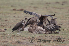 Juli.2015 - game drive kenia masai mara ** foto © thomas zöller ** foto ist honorarpflichtig! ** auf anfrage in hoeherer qualitaet/aufloesung