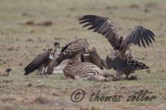 Juli.2015 - game drive kenia masai mara ** foto © thomas zöller ** foto ist honorarpflichtig! ** auf anfrage in hoeherer qualitaet/aufloesung