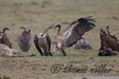 Juli.2015 - game drive kenia masai mara ** foto © thomas zöller ** foto ist honorarpflichtig! ** auf anfrage in hoeherer qualitaet/aufloesung