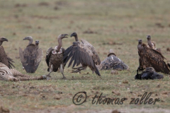 Juli.2015 - game drive kenia masai mara ** foto © thomas zöller ** foto ist honorarpflichtig! ** auf anfrage in hoeherer qualitaet/aufloesung