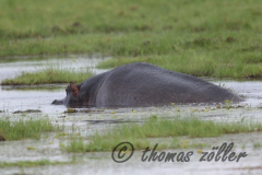 Juli.2015 - game drive kenia masai mara ** foto © thomas zöller ** foto ist honorarpflichtig! ** auf anfrage in hoeherer qualitaet/aufloesung