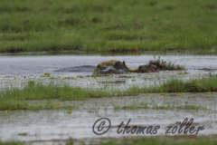 Juli.2015 - game drive kenia masai mara ** foto © thomas zöller ** foto ist honorarpflichtig! ** auf anfrage in hoeherer qualitaet/aufloesung