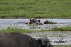Juli.2015 - game drive kenia masai mara ** foto © thomas zöller ** foto ist honorarpflichtig! ** auf anfrage in hoeherer qualitaet/aufloesung