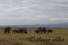 Juli.2015 - game drive kenia masai mara ** foto © thomas zöller ** foto ist honorarpflichtig! ** auf anfrage in hoeherer qualitaet/aufloesung