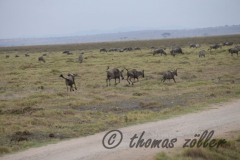 Juli.2015 - game drive kenia masai mara ** foto © thomas zöller ** foto ist honorarpflichtig! ** auf anfrage in hoeherer qualitaet/aufloesung