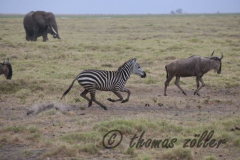 Juli.2015 - game drive kenia masai mara ** foto © thomas zöller ** foto ist honorarpflichtig! ** auf anfrage in hoeherer qualitaet/aufloesung
