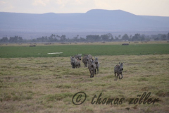 Juli.2015 - game drive kenia masai mara ** foto © thomas zöller ** foto ist honorarpflichtig! ** auf anfrage in hoeherer qualitaet/aufloesung