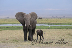 Juli.2015 - game drive kenia masai mara ** foto © thomas zöller ** foto ist honorarpflichtig! ** auf anfrage in hoeherer qualitaet/aufloesung