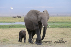 Juli.2015 - game drive kenia masai mara ** foto © thomas zöller ** foto ist honorarpflichtig! ** auf anfrage in hoeherer qualitaet/aufloesung