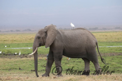 Juli.2015 - game drive kenia masai mara ** foto © thomas zöller ** foto ist honorarpflichtig! ** auf anfrage in hoeherer qualitaet/aufloesung