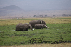 Juli.2015 - game drive kenia masai mara ** foto © thomas zöller ** foto ist honorarpflichtig! ** auf anfrage in hoeherer qualitaet/aufloesung