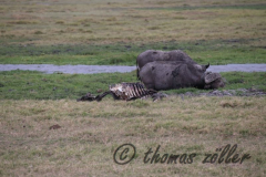 Juli.2015 - game drive kenia masai mara ** foto © thomas zöller ** foto ist honorarpflichtig! ** auf anfrage in hoeherer qualitaet/aufloesung